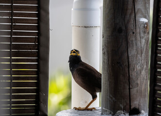 Wall Mural - Common myna in natural conditions on the roof of a house on a summer day on the island of Mauritius