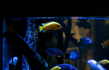 Colorful fish variety