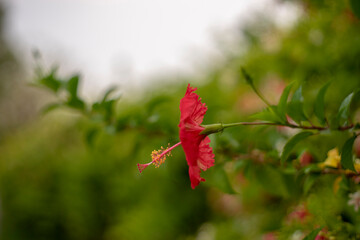 Wall Mural - Malvaceae, is a species of tropical hibiscus, a flowering plant in the Hibisceae tribe of the family Malvaceae.Hibiscus glanduliferus Craib (Malvaceae) in a garden.Pink Hibiscus Rosa-Sinensis: Beautif