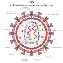 Wall Mural - Human HIV virus structure vertebral column diagram hand drawn schematic vector illustration. Medical science educational illustration