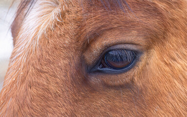 Wall Mural - Brown horse closeup of its eye standing in a meadow on Wolfe Island, Canada