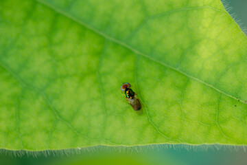 he dense foliage makes the mystery in the wild forests.
 The green leaves have dew drops on their stems, the sunlight sparkles behind the leaves