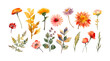 © M-KOS - Watercolor wild flowers. Botanic garden elements. Vector isolated illustration