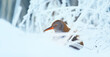 Water Rail Rallus aquaticus funny running on the ice and on the frozen surface of the lake, amazing rare photo.