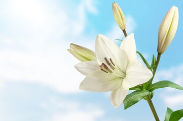 Wall Mural - White fresh beautiful flowers on sky background