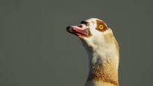 An Egyptian Goose Head Moving And Looking Around