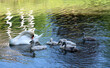 white swans family on the lake