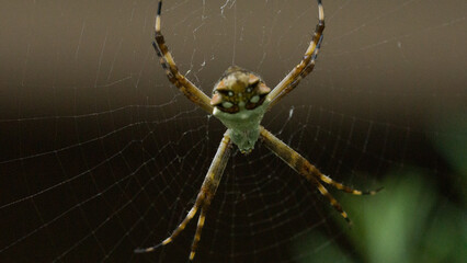 spider on web