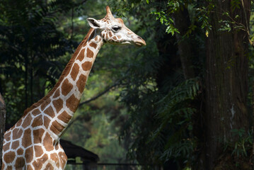 Close-up photo of an African giraffe