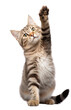 © Mei Chen - Lovey cat in funny facial expression and rising her paw isolated on transparent background PNG