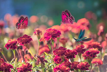 Wall Mural - Beautiful marigold flowers blooming in the sunny summer garden; Close up, selective focus