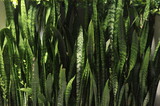 Fototapeta Dinusie - serpente planta espada de são jorge conhecida no brasil