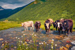 Cattle on the watering in Caucasus mountains at sunny summer day. Colorful outdoor scene of cows in Upper Svaneti, Ushguli village location, Georgia, Europe. Beauty of countryside concept background.