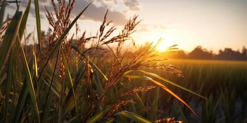 Wall Mural - Warm sunset light filters through the tall grasses of an agricultural field of the rural landscape.