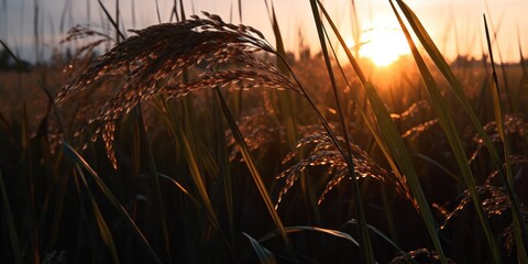 Wall Mural - Warm sunset light filters through the tall grasses of an agricultural field of the rural landscape.