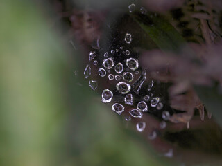 Poster - Dew drops from a meadow