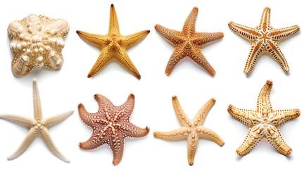 Wall Mural - Set of Starfish