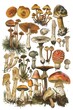 botanical mushroom drawings, vintage, graphic of mushroom specimens.