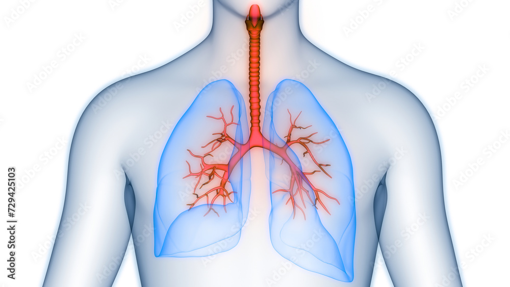 Human Respiratory System Lungs Anatomy