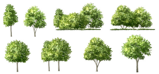 Wall Mural - vector watercolor green tree or forest side view isolated on white background for landscape and arch