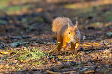 Wall Mural - red squirrel in the forest