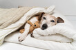 Sleepy dog face cuddling with bear toy. dog Jack Russell terrier under comfortable white bed covered with blanket and beige plaid  hugging bear toy. Cozy cute resting pet at home. Senior pet resting 