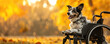 Adult dog with disability in Wheelchair Enjoying Autumn Park. Disabled puppy in a specialized wheelchair walking in a park during autumn.