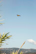 © MACO - Water fire fighting airplane flying overhead with blue skies.