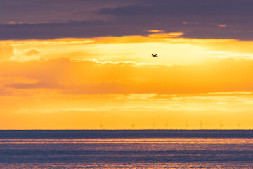Vibrant orange sunrise with a seagull flying over the sea. Wind farm turbines far in the distance - Beaumaris North Wales