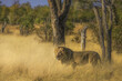 male lion walking in the savannah