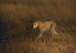 Leopard walking in the savannah