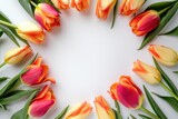 Fototapeta Tulipany - Colorful tulips on white background, wedding background, women day background, mother day background