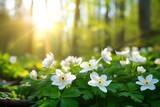 Fototapeta Natura - Beautiful White Flowers of Anemones in Spring in a Forest Close-up in Sunlight in Nature. Spring Forest Landscape With Flowering Primroses.