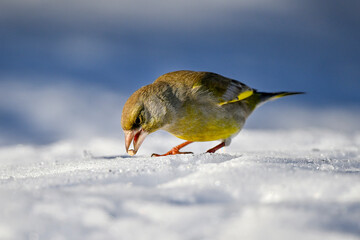 Wall Mural - greenfinch on snow in winter