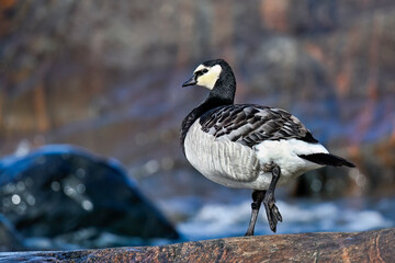 Wall Mural - barnacle goose beached from the sea