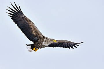 Wall Mural - white-tailed eagle in full swing