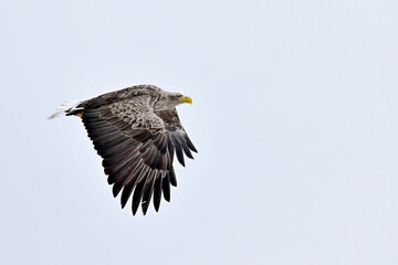 Wall Mural - white-tailed eagle in full swing