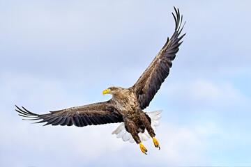 Wall Mural - white-tailed eagle in full swing