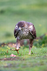 Wall Mural - Beautiful vertical close-up portrait of a Bonelli's eagle walking on the grass looking at a piece of meat and with its claw ready to catch and eat it in Sierra Morena, Andalusia, Spain, Europe