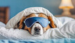 © ARVD73 - World Sleep Day concept.A cute dog in bed and sleeping mask, selective focus, as background to animal concept.