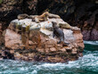 Wild Seals in the Ballestas Islands in Peru, South America