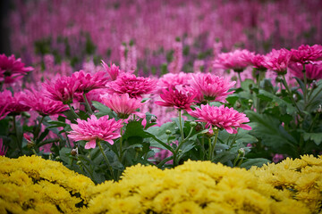 Wall Mural - Beautiful flowers of chrysanthemum. Pink chrysanthemums