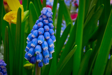 Wall Mural - Blue Muscari aucheri  ( Grape Hyacinth ). Spring flowers