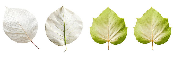 Wall Mural - Set of a photo catalpa leaf on a Transparent Background