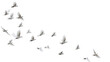 A group of doves flying in the sky, in png transparent
