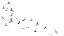 A Group Of Doves Flying In The Sky, In Png Transparent