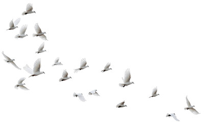 A group of doves flying in the sky, in png transparent
