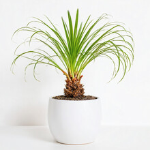 Illustration Of Potted Ponytail Palm Plant White Flower Pot Beaucarnea Recurvata Isolated White Background Indoor Plants
