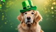Cute Golden Retriever breed dog wearing festive green hat, St. Patrick day celebration.