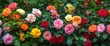 © Elzerl - Immerse Yourself in the Charm of a Stunning Flower Garden - A Vibrant Display of Blooming Roses Amidst Tranquil Nature